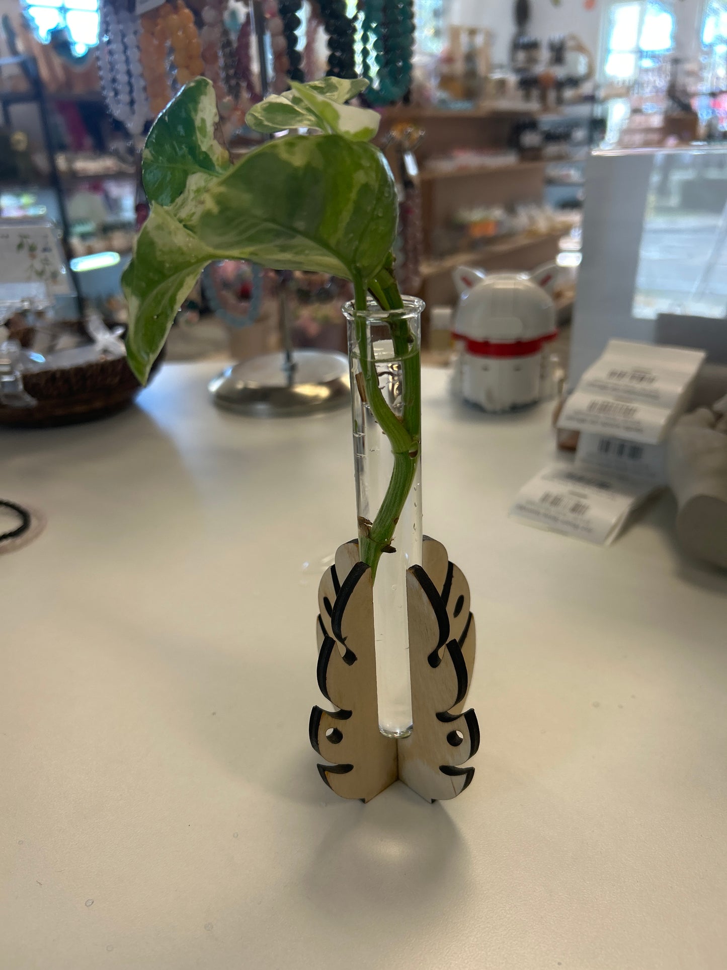 Monstera mini propagation