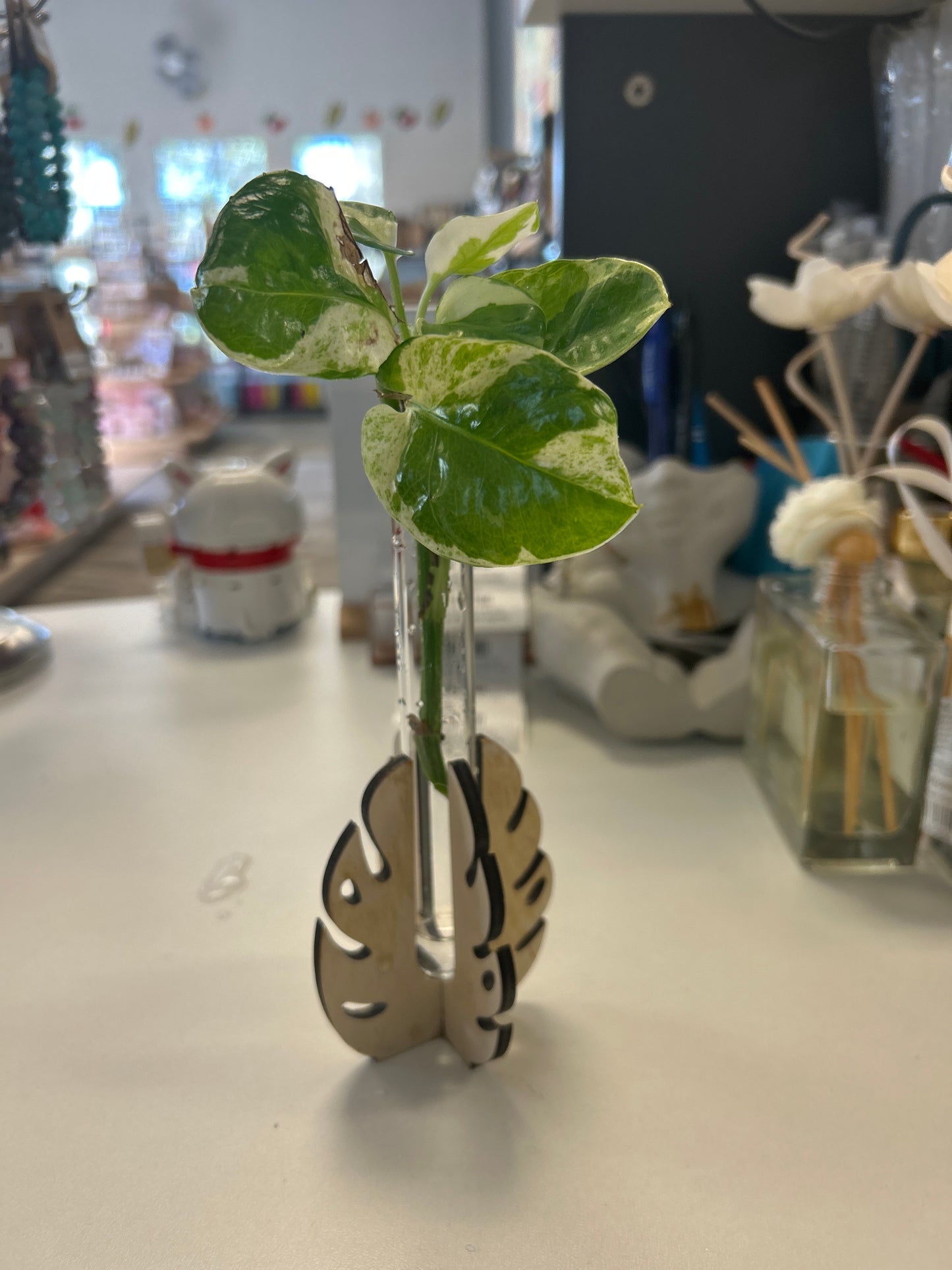 Monstera mini propagation